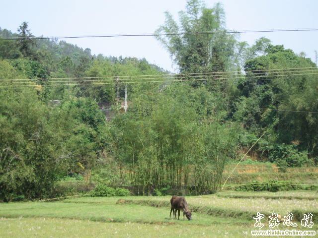 山坑田