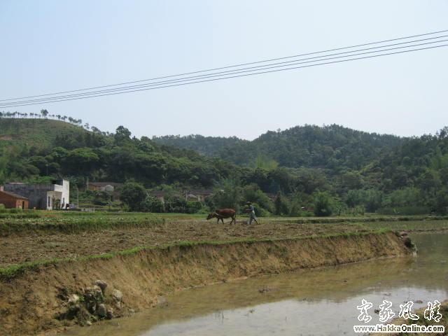 山坑田