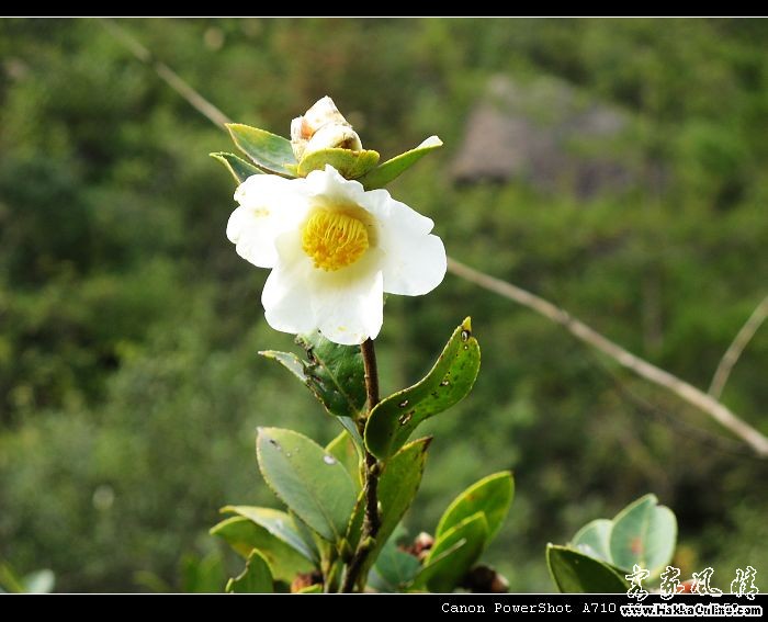 山茶花