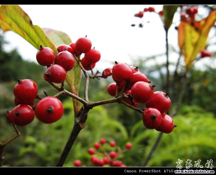 野果，不知该叫什么名字