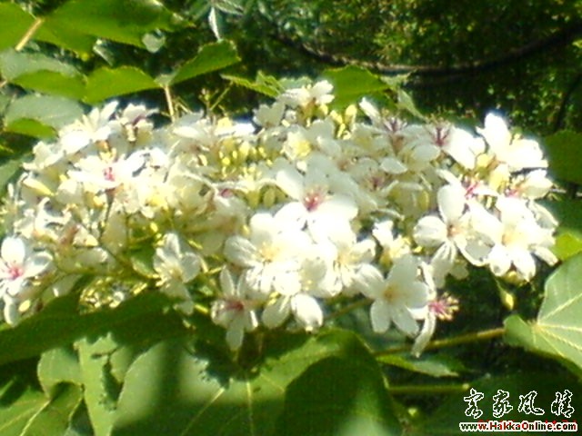 油桐花 014.jpg